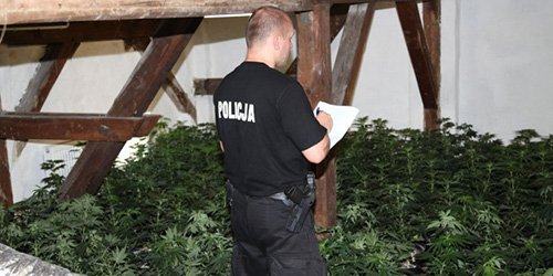 co_policja_wie_o_marihuanie_7633
